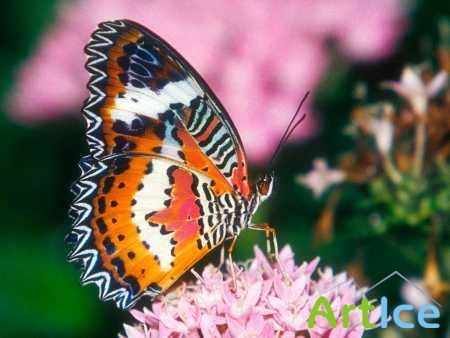 Beautiful Butterflies Wallpapers (28)