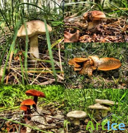 Mushrooms. HQ Images