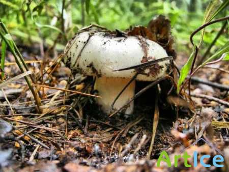 Mushrooms. HQ Images