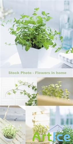 Stock Photo - flowers in home