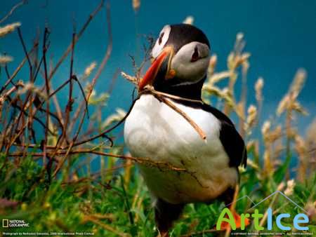 National Geographic ������� 2011.