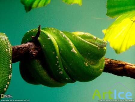 National Geographic ������� 2011.