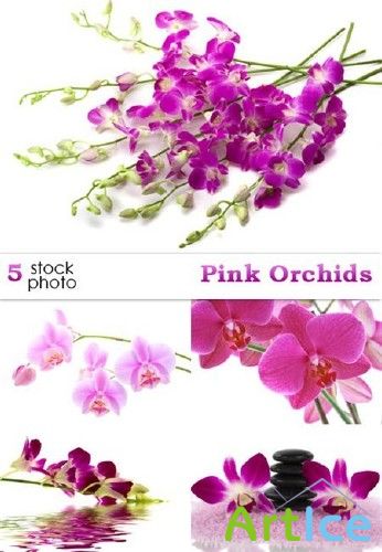Photos - Pink Orchids