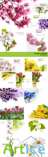 Shutterstock - Spring Flowers 22xJPGs