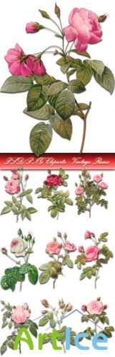PSD/PNG Cliparts - Vintage Roses