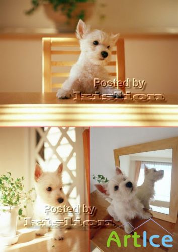 Фотосток – Домашняя собака