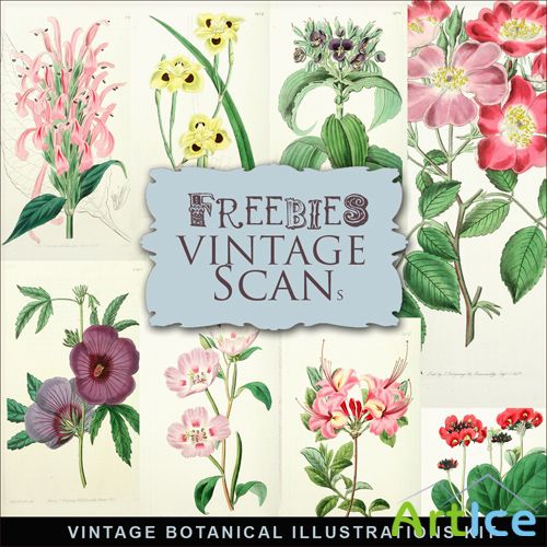 Scrap-kit - Vintage Botanical Illustrations #2