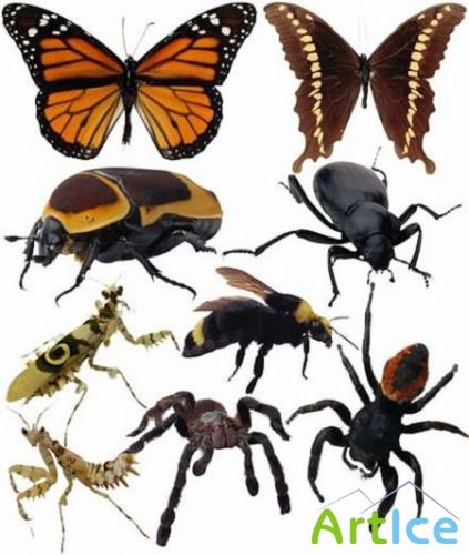    -  / Insects Photoshop Templates