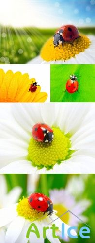 Stock Photo - Ladybug |  