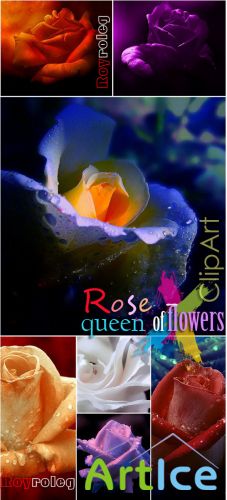 Textures - Rose. Queen of Flowers