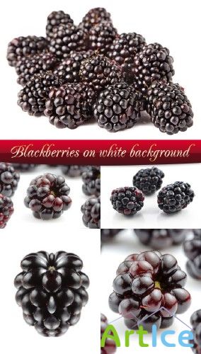 Stock Photo: Blackberries on white background |    