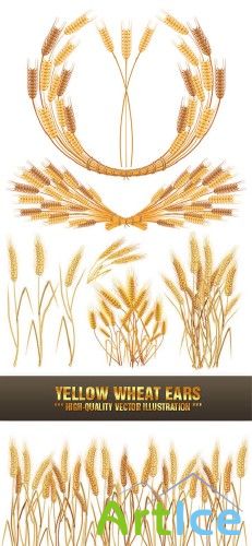 Yellow Wheat Ears |  