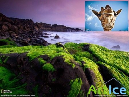 National Geographic Wallpapers (Agust 2011)