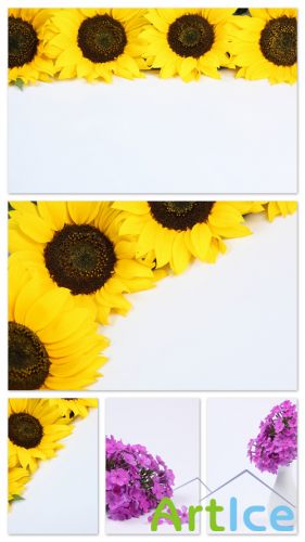 Flower on White Backgrounds