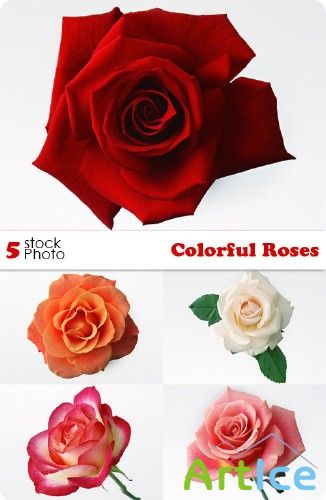 Photos - Colorful Roses
