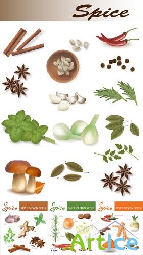 Spices - Vector Illustration