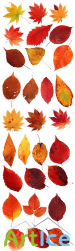 Autumn Leaves PNG Cliparts