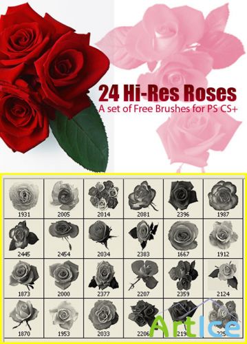 A set of free brushes red roses