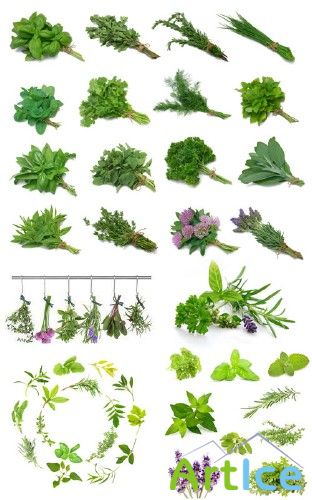 Stock Photo: Herbs in bunches