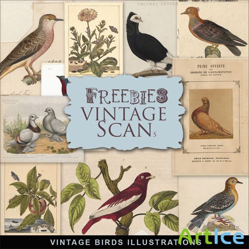 Scrap-kit - Vintage Birds Illustrations #2