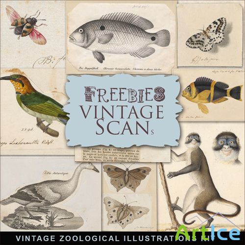 Scrap-kit - Vintage Zoological Illustrations