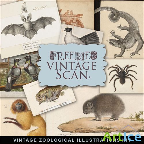 Scrap-kit - Vintage Zoological Illustrations #2