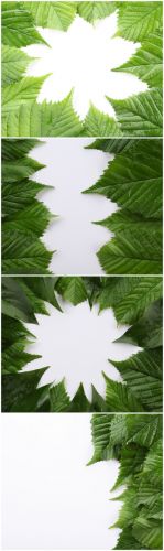 Photo Cliparts - Composition of green leaves