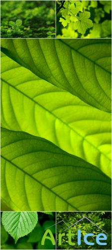 Photo Cliparts - Green leaves