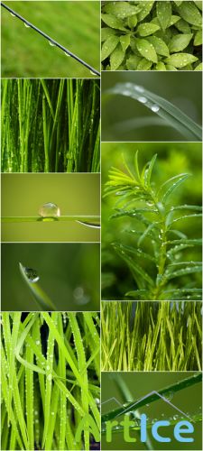 Photo Cliparts - Dew