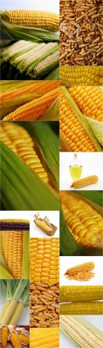 Photo Cliparts - Corn
