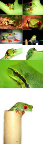 Photo Cliparts - Frog