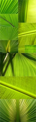 Palm Leaf Backgrounds