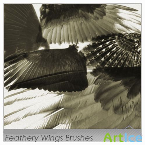 Brushes set Feathery Wings