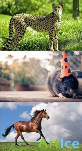 Обои в мире забавных животных часть #7