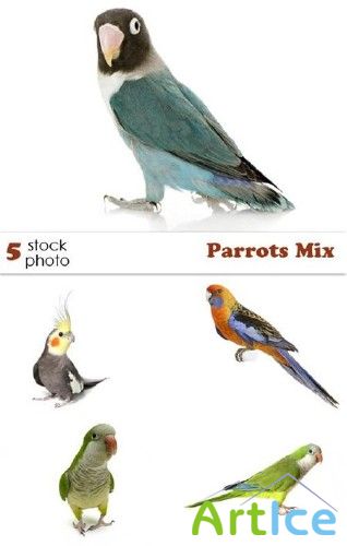 Photos - Parrots Mix