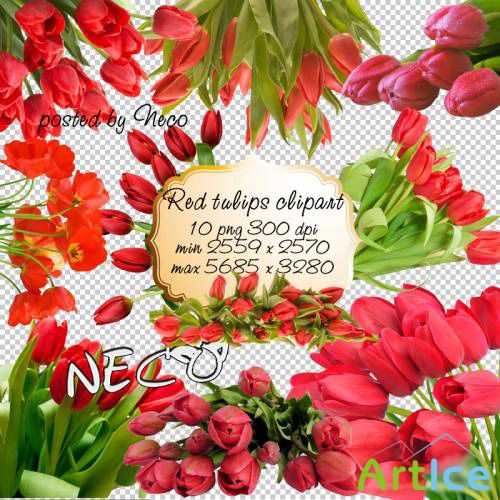 Red Tulips clipart