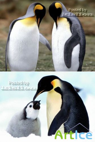 Фотосток – Пингвины