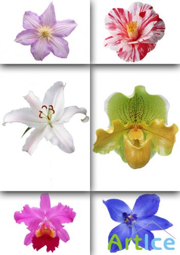 PSD Exotic Flowers for Photoshop