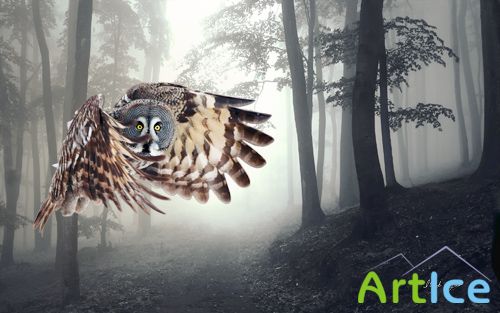 Owl Flying in the Forest