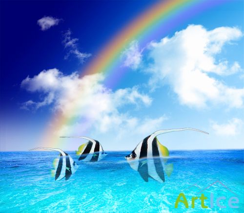 Angelfishes in Rainbow