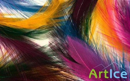 Colorful Feathers and Wings Wallpaper - 2012 /      - 2012