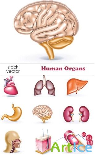 Vectors - Human Organs