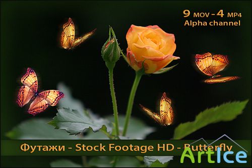 Alpha Channel Footage HD - Butterflies