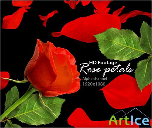 Alpha Channel Footage HD - Rose Petals