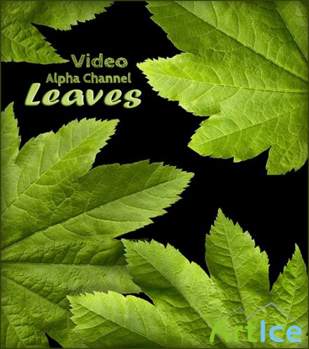 Alpha Channel Footage - Green Leaves