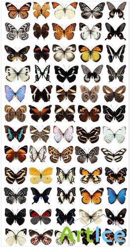 Butterfly collection in PSD