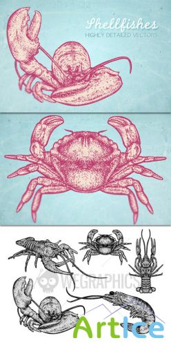 WeGraphics - Shellfishes vector illustrations