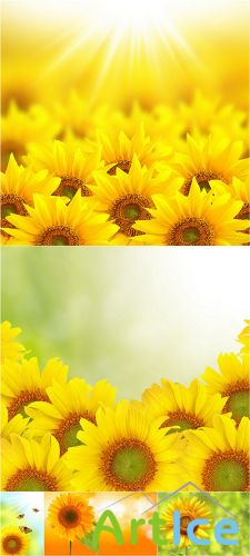 Rastr Cliparts - Sunflowers Backgrounds Images