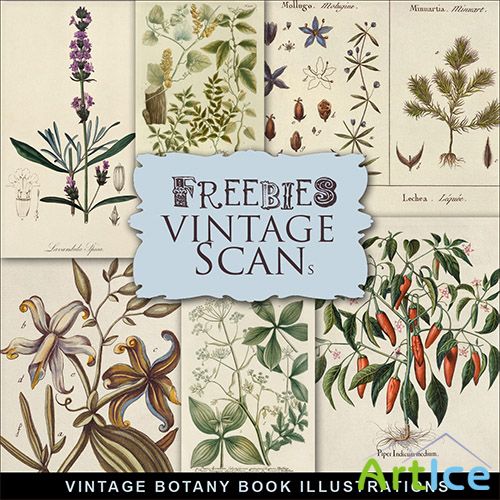 Scrap-kit - Vintage Botany Illustrations 2013 - 2