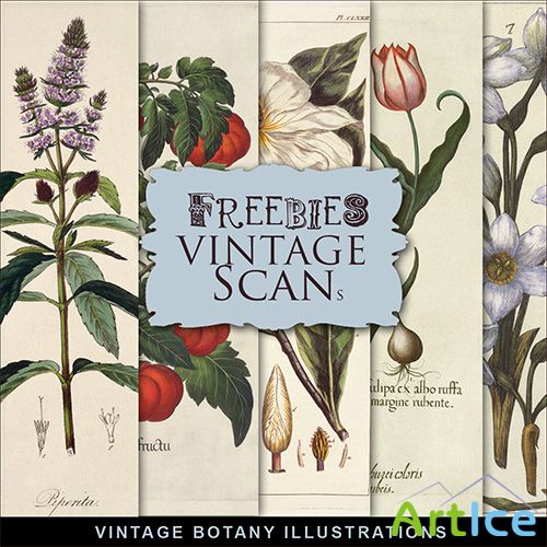 Scrap-kit - Vintage Botany Illustrations 2013 - 1